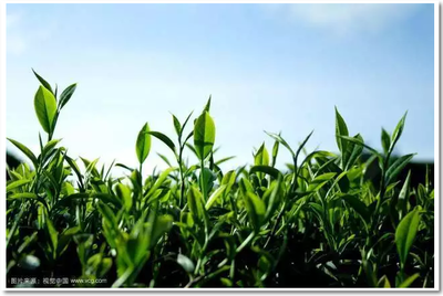 諾爾重磅發(fā)布 全球唯一綠茶高分子吸水樹脂亮相，茶葉廢棄物迎來終極價值變現(xiàn)