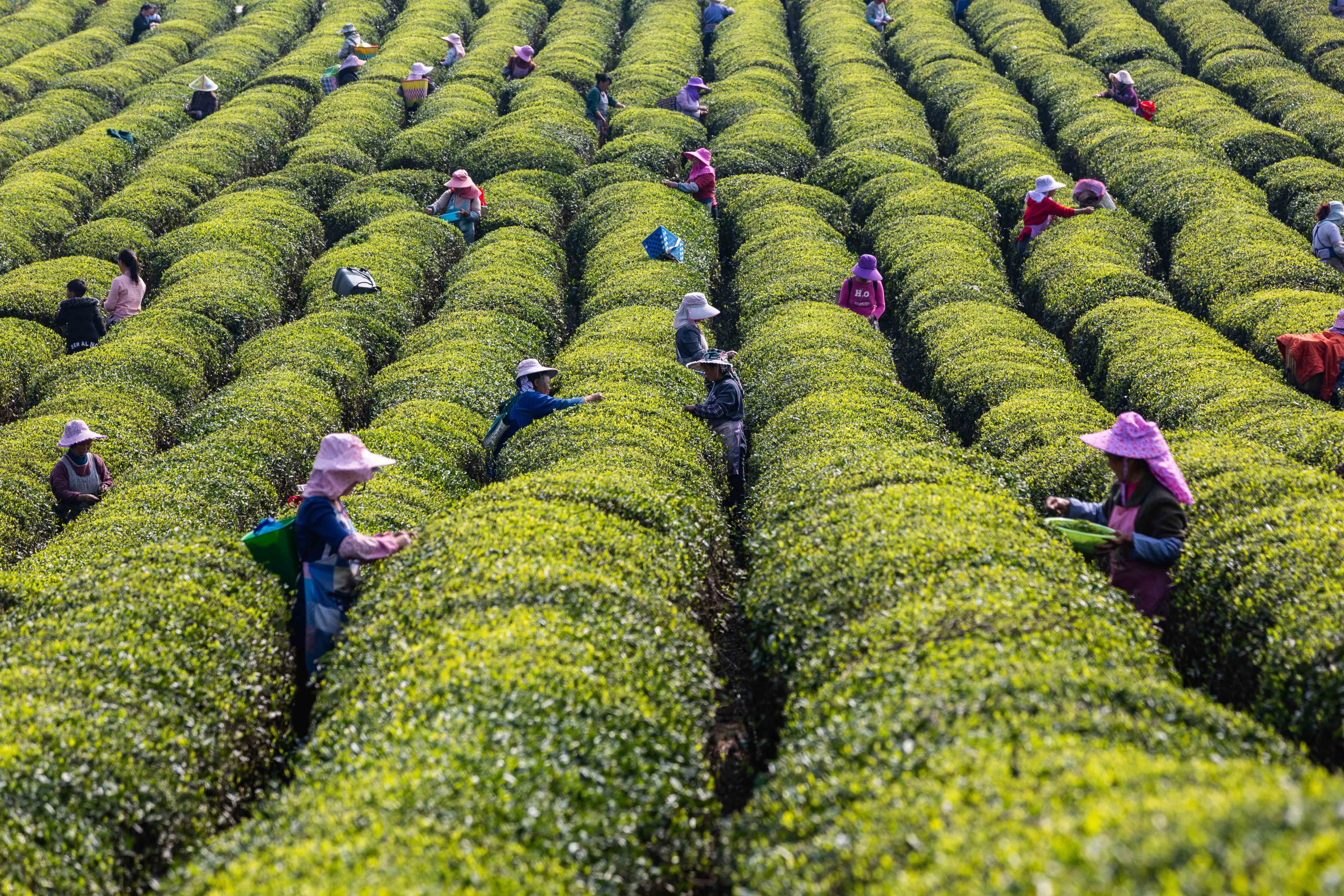 明前茶飄香 茶農采茶忙 春茶搶“鮮”記